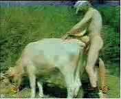 MAN FUCKING White Cow.3gp - Cowok ngentot Sapi betina _ Animal Sex Video